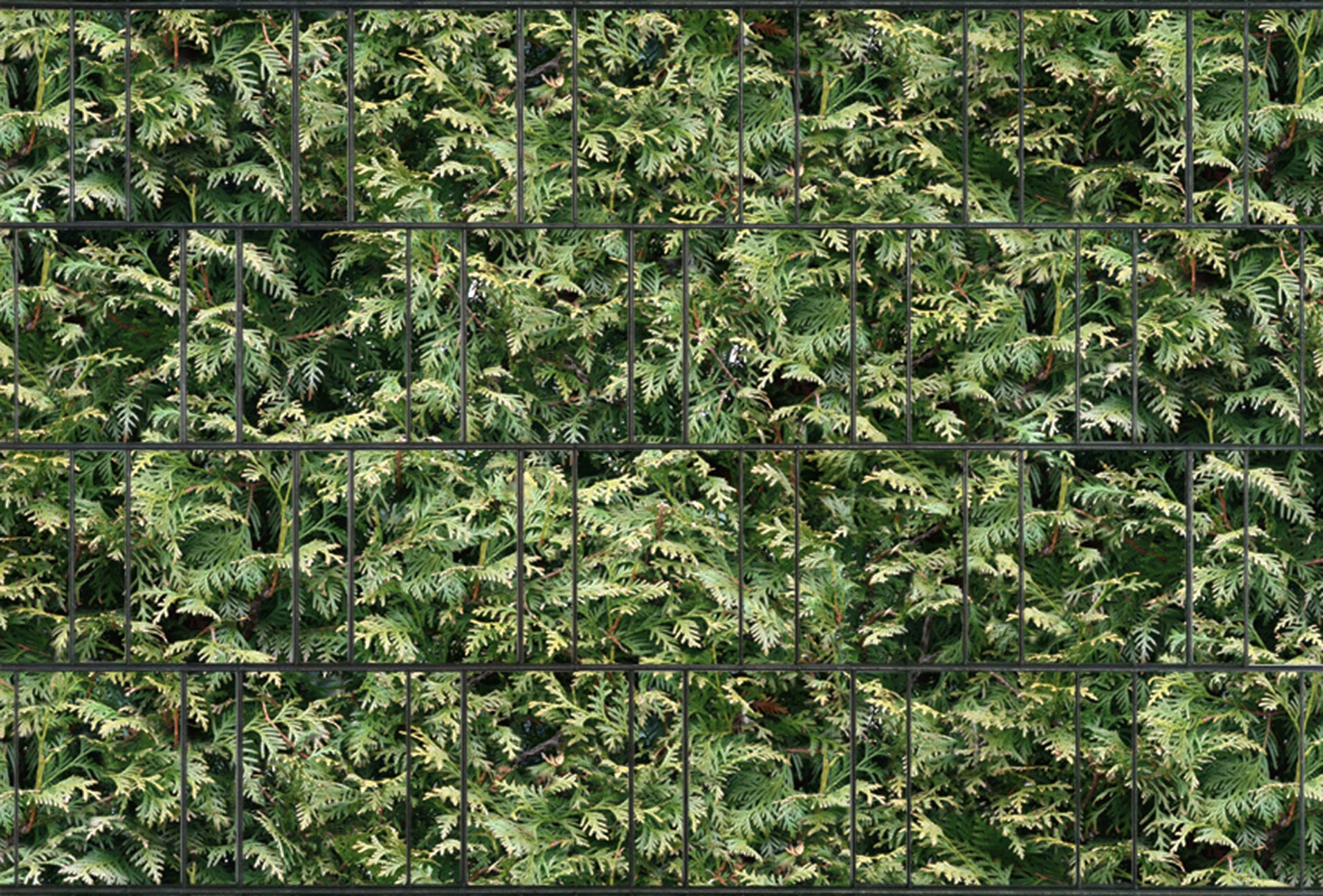 Sichtschutz Lebensbaum aus Kunststoff als grüne Zaunanlage im Garten – MY-Zaunsysteme